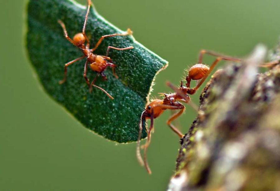Conférence : L'intelligence collective des fourmis